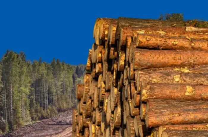 НАЗК виявила корупційні ризики у ДП «Ліси України»