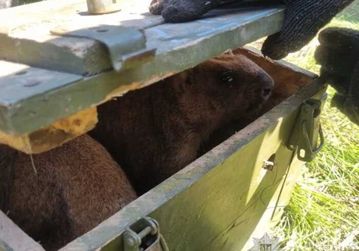 На Сумщині затримали мисливців, які полювали на червонокнижних бабаків